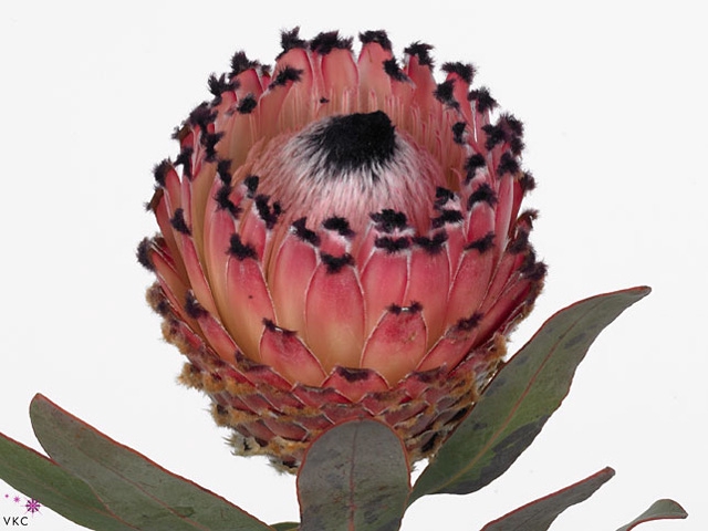 Protea Barb Ruby Princess