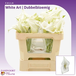 Calla White Art | Dubbelbloemig