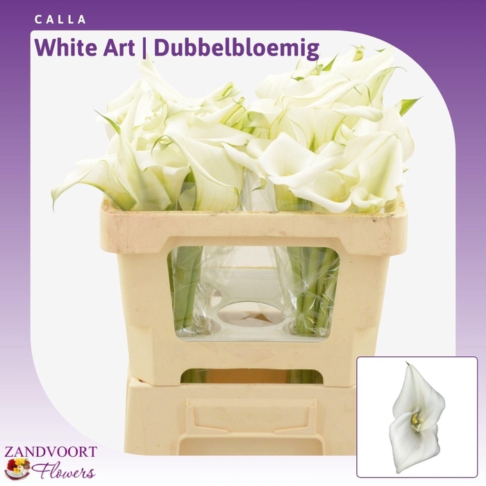 <h4>Calla White Art | Dubbelbloemig</h4>