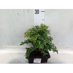 Bonsai   ...