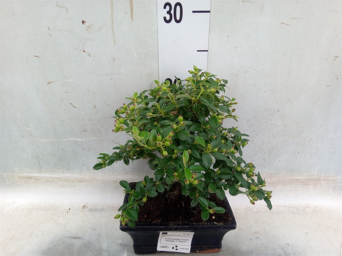 <h4>Bonsai   ...</h4>