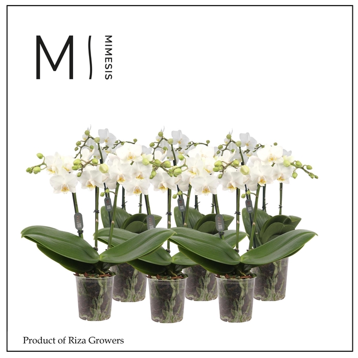 <h4>PHAL MF OV WIT</h4>