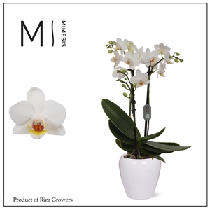 Mimesis Phal. Bern - 2 spike 7cm in Martine White Ceramic