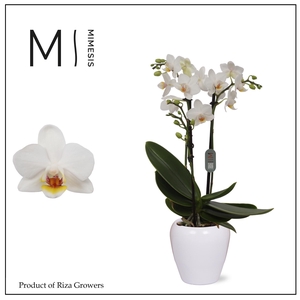 Phalaenopsis Bern 2 spike – 7cm in Martine White | Mimesis