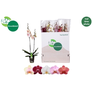 PHAL GEM 5 KL