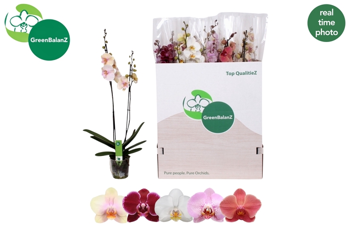 <h4>PHAL GEM 5 KL</h4>