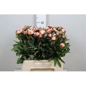Paeo Gardenia