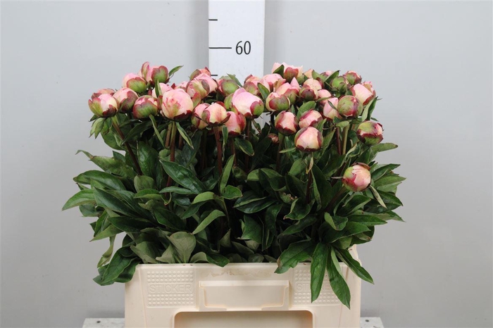 <h4>Paeo Gardenia</h4>