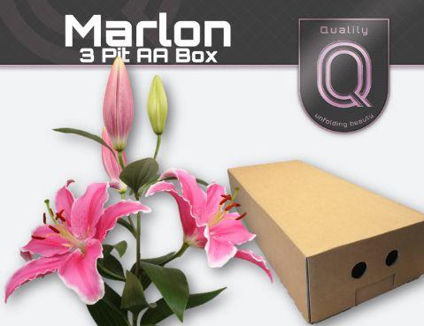 <h4>LI OR MARLON AA doos 3pit</h4>