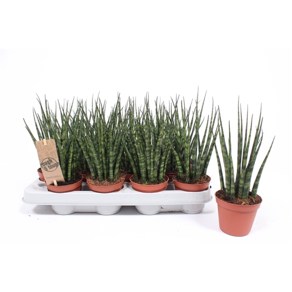 <h4>Sansevieria 'Fernwood' Mikado</h4>