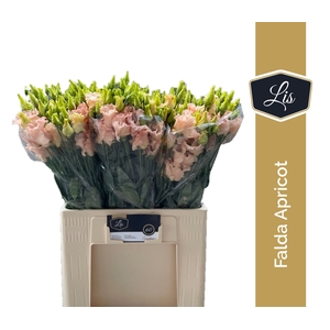 EUS E FALDA APRICOT
