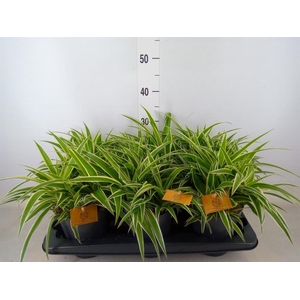 Chlorophytum com. 'Ocean'