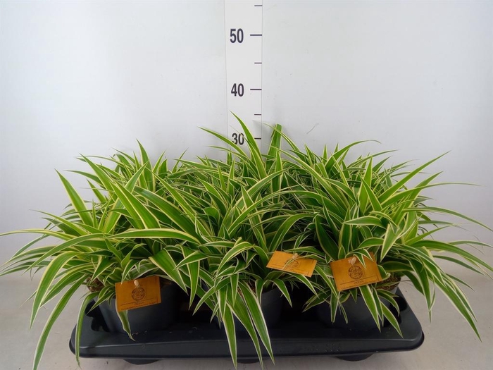 <h4>Chlorophytum com. 'Ocean'</h4>