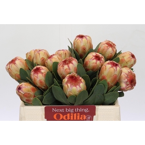 Protea Grandicolor