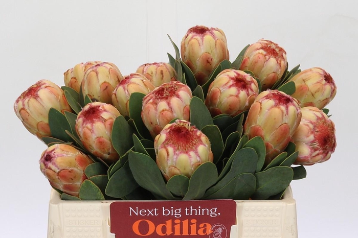 <h4>Protea Grandicolor</h4>