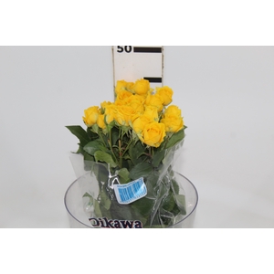 ROSA SPRAY YELLOW BABE 040 CM