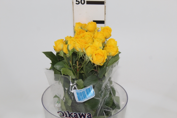 <h4>ROSA SPRAY YELLOW BABE 040 CM</h4>