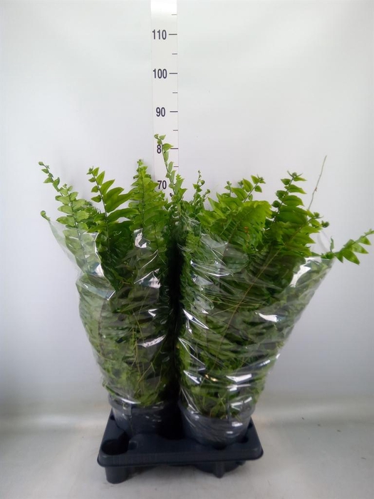 <h4>Nephrolepis ...</h4>