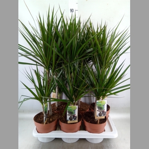 Dracaena marg.