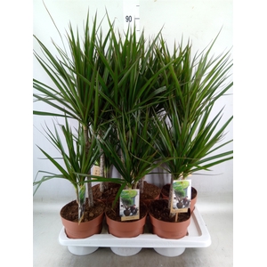 Dracaena marg.