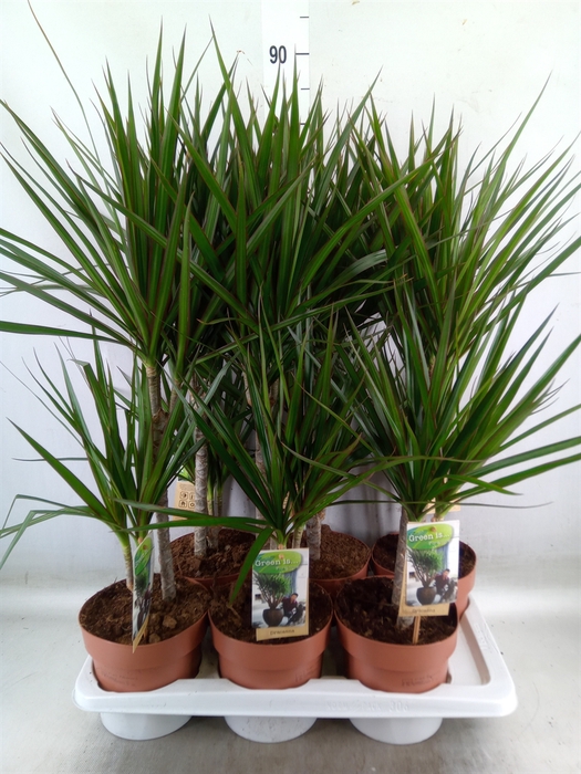 <h4>Dracaena marg.</h4>