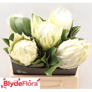 Protea Lei Momi