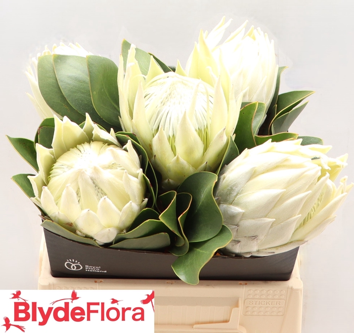 <h4>Protea Lei Momi</h4>
