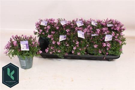 Camp Portenschlagian Pink