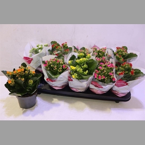 Kalanchoe Favorita 6 Colour Mix