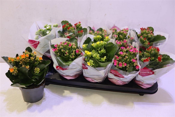 <h4>Kalanchoe Favorita 6 Colour Mix</h4>