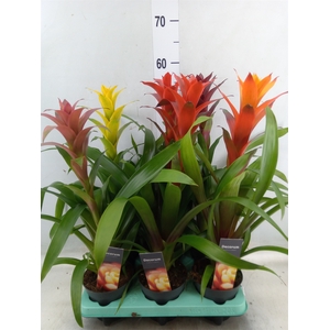 Guzmania   ...mix