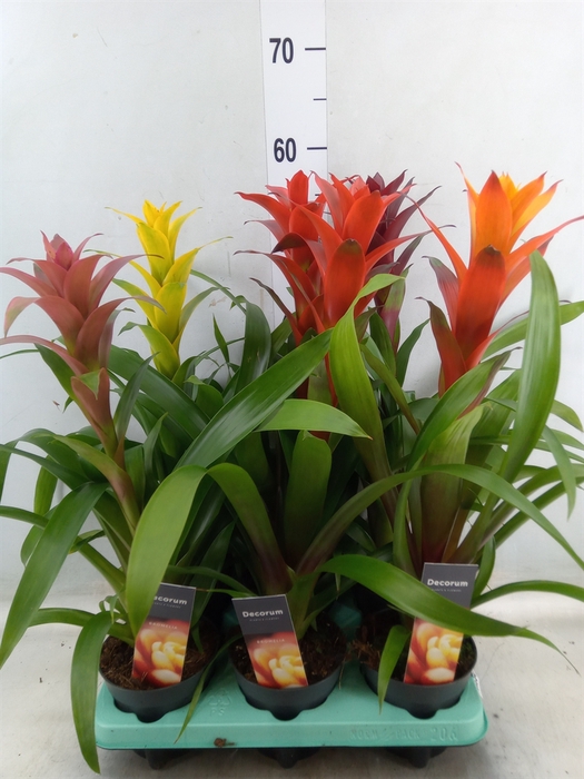<h4>Guzmania   ...mix</h4>