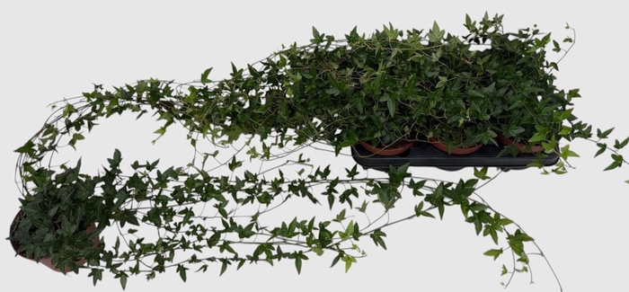 <h4>HED HE SHAMROCK</h4>