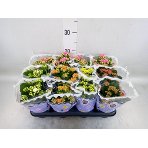 Kalanchoe blos.   ..rosebud mix  5