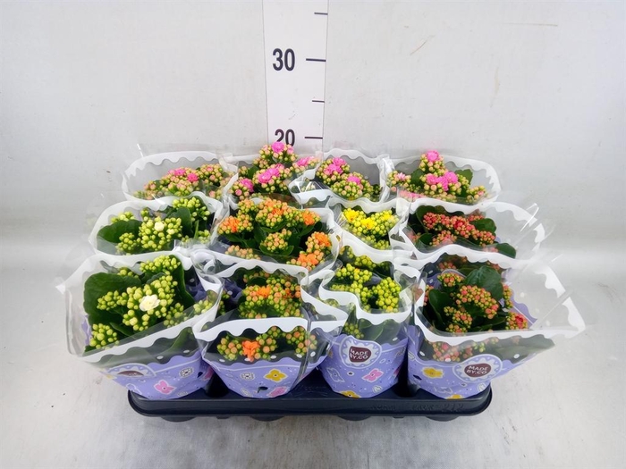 <h4>Kalanchoe blos. ..rosebud mix 5</h4>