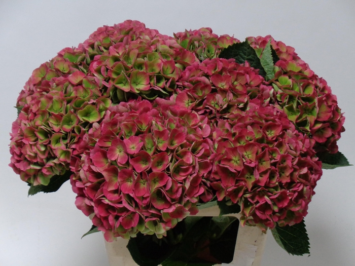 <h4>HYDR M MAG OPAL CL</h4>