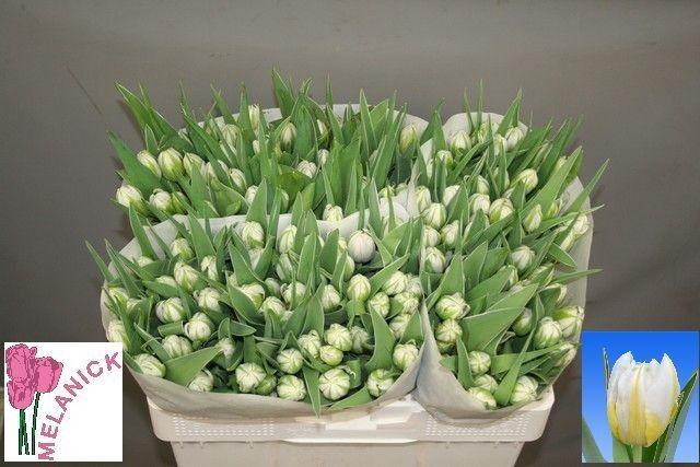 <h4>TU DU PASSWORD</h4>