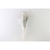 Dried Stipha Feather 5pcs Xl Grey Bunch