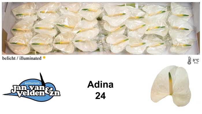 <h4>Anthurium Adina</h4>