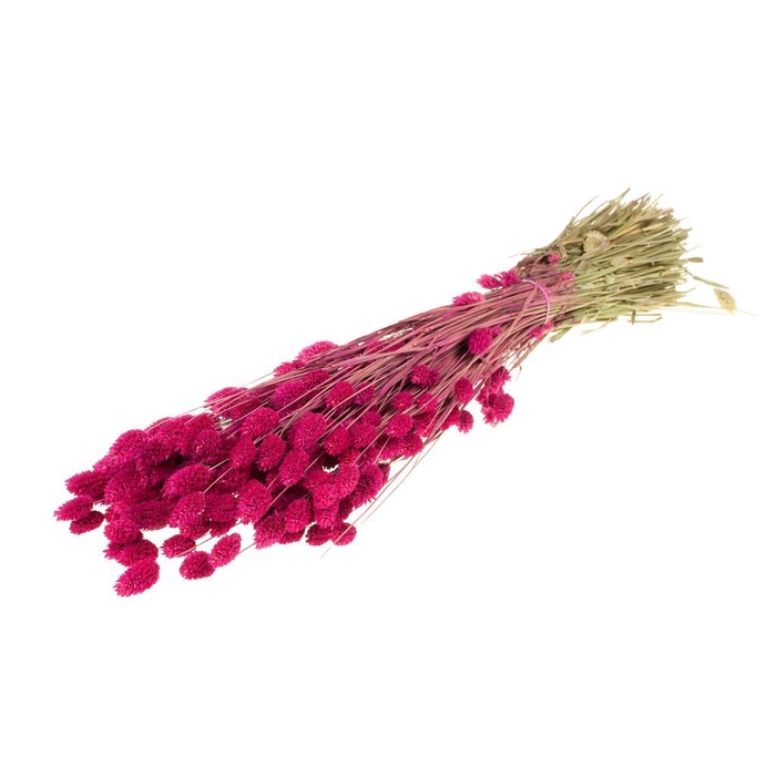 <h4>Phalaris SB cerise</h4>