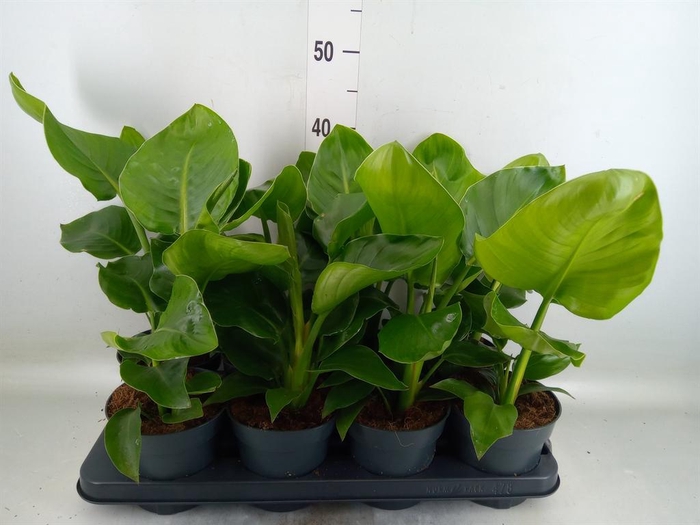 <h4>Strelitzia nicolai</h4>