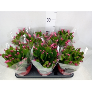 Schlumbergera   ...