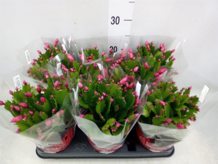 <h4>Schlumbergera   ...</h4>