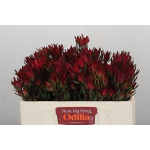 Leucadendron Blush Spray