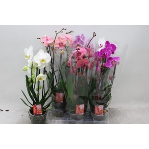 PHAL EL CASCADE