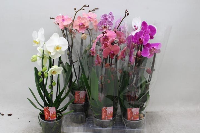 <h4>PHAL EL CASCADE</h4>