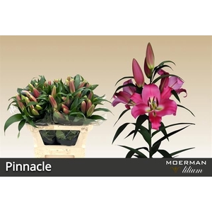 LI OT PINNACLE
