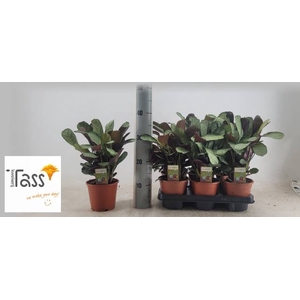 CTENANTHE AMAGRIS
