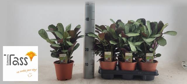 <h4>CTENANTHE AMAGRIS</h4>