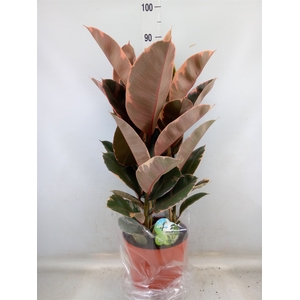 Ficus elastica 'Belize'